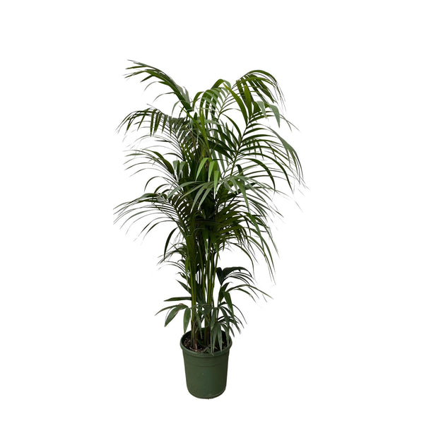 Palma Kentia - 230 cm - ø38
