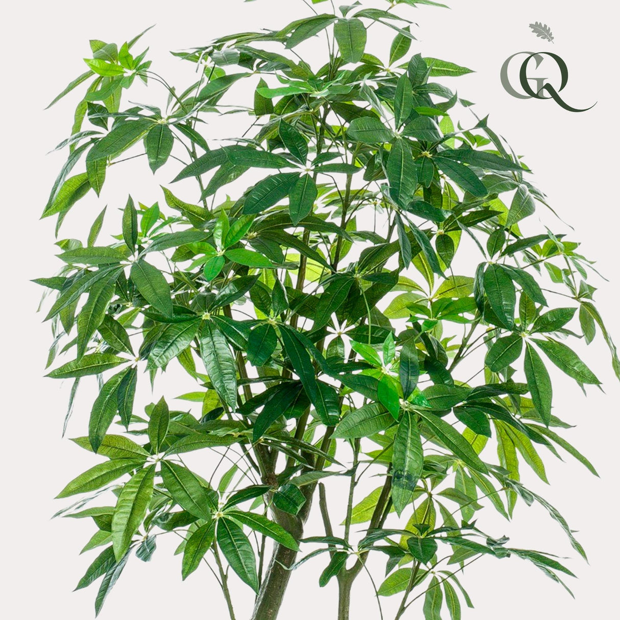 Planta artística - Pachira Aquatica - Geldboom - 180 cm