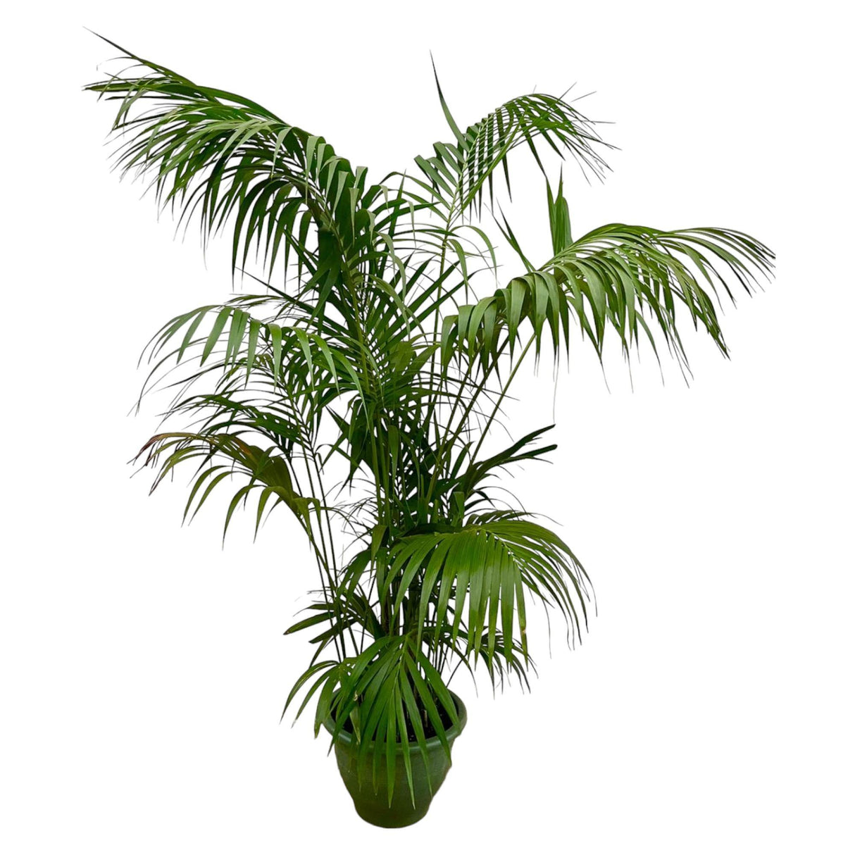 Palma Kentia XXL - 260cm - ø35