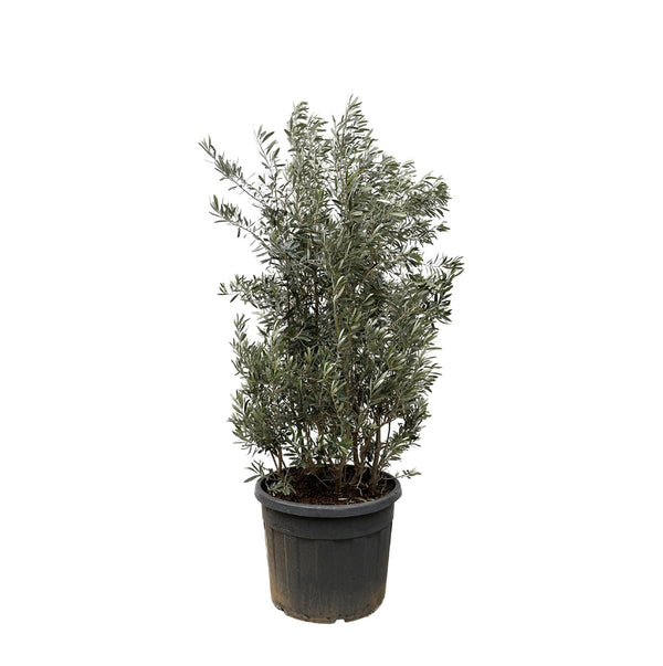 Risca Olea Europaea - 225cm - Ø50