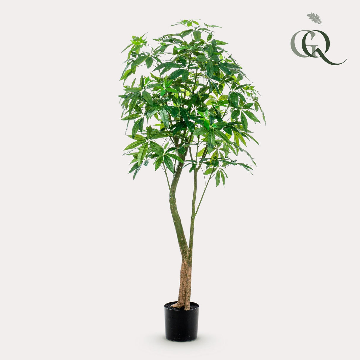 Planta artística - Pachira Aquatica - Geldboom - 180 cm