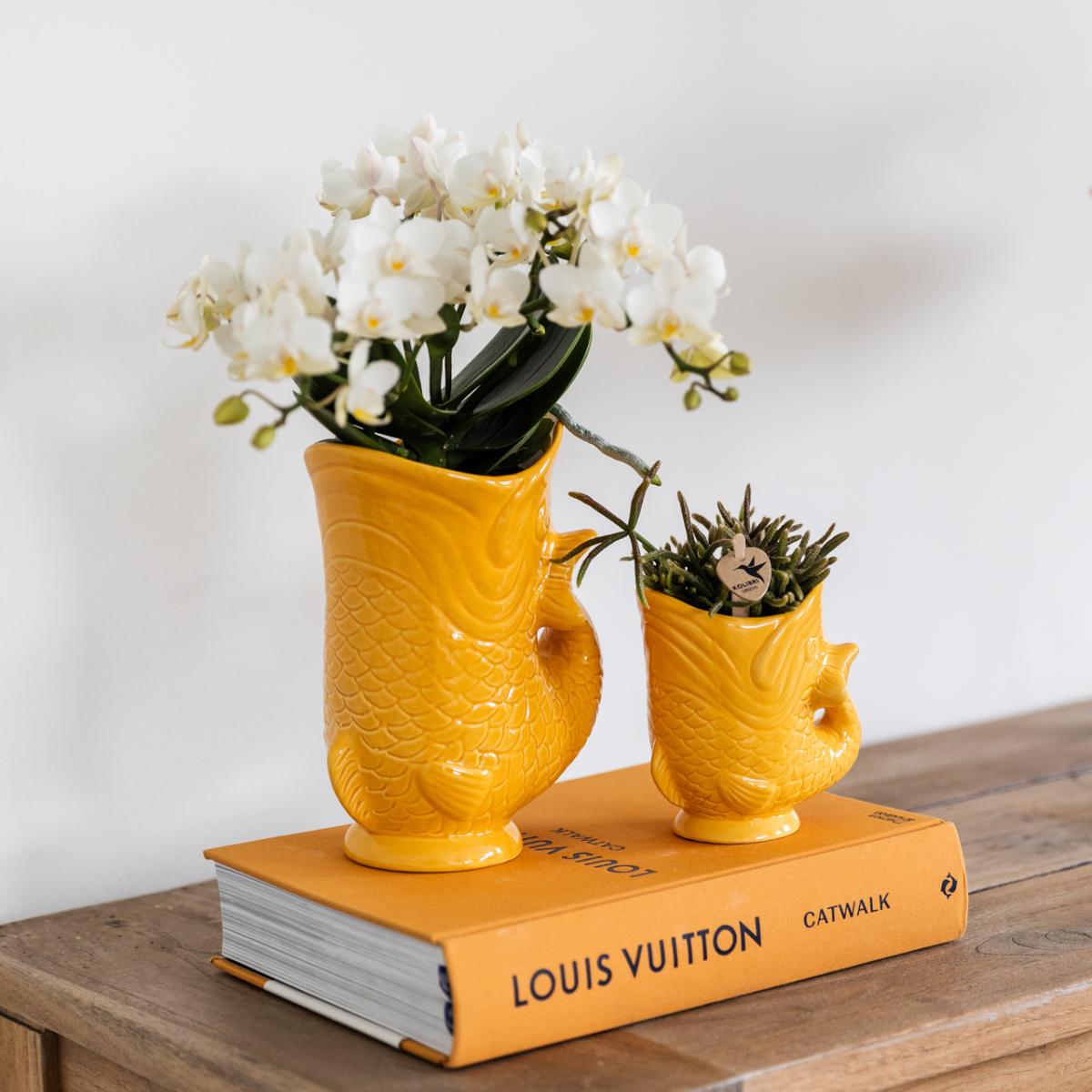 Orquídeas Kolibri | Conjunto Witte Orquídea Nazaré em suculenta em Peixe sierpot laranja - potmaat Ø9cm & Ø6cm | bloeiende kamerplant - vers van de kweker
