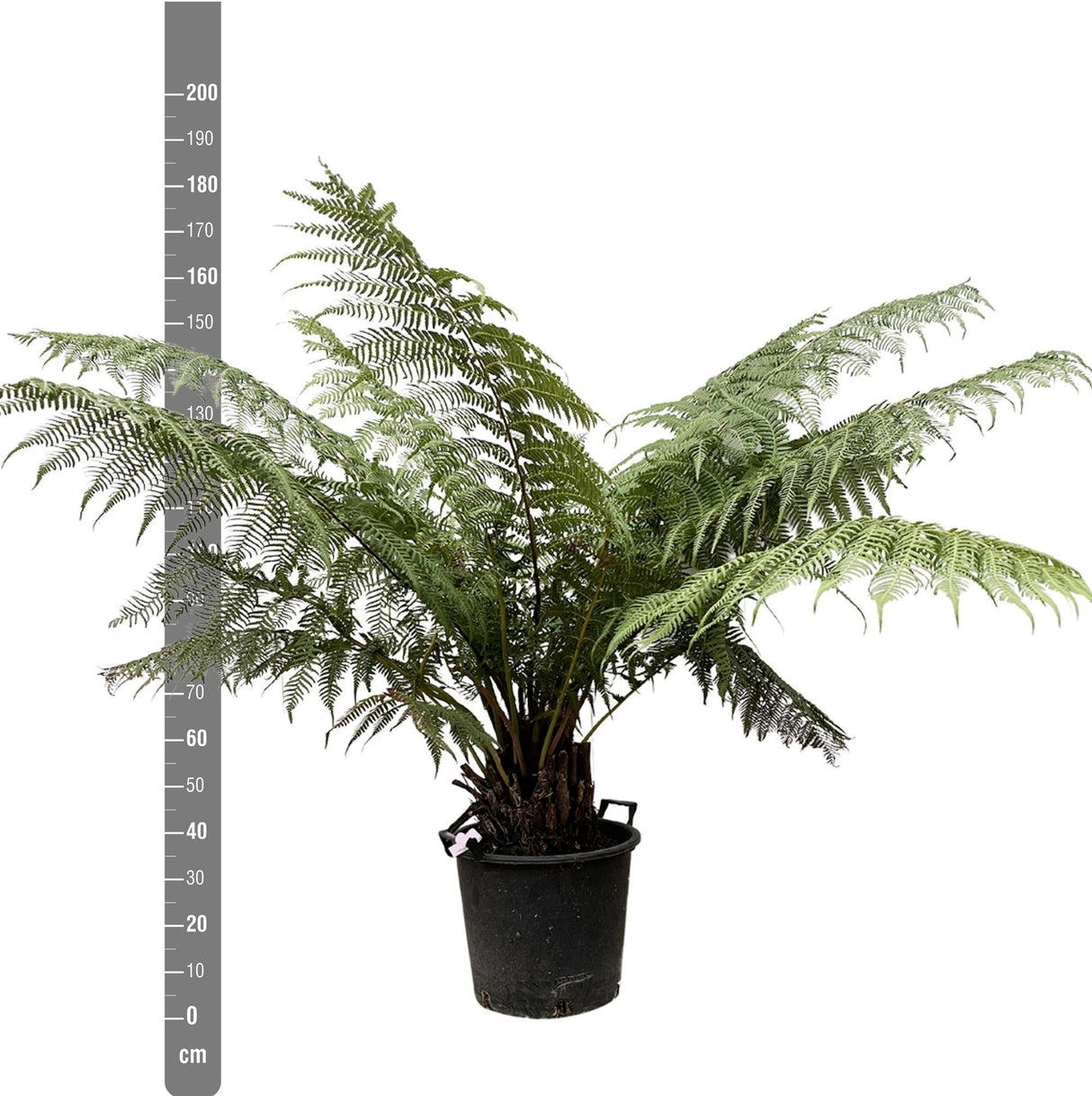 Livraison plante Dicksonia Antarctica - Fougère arborescente