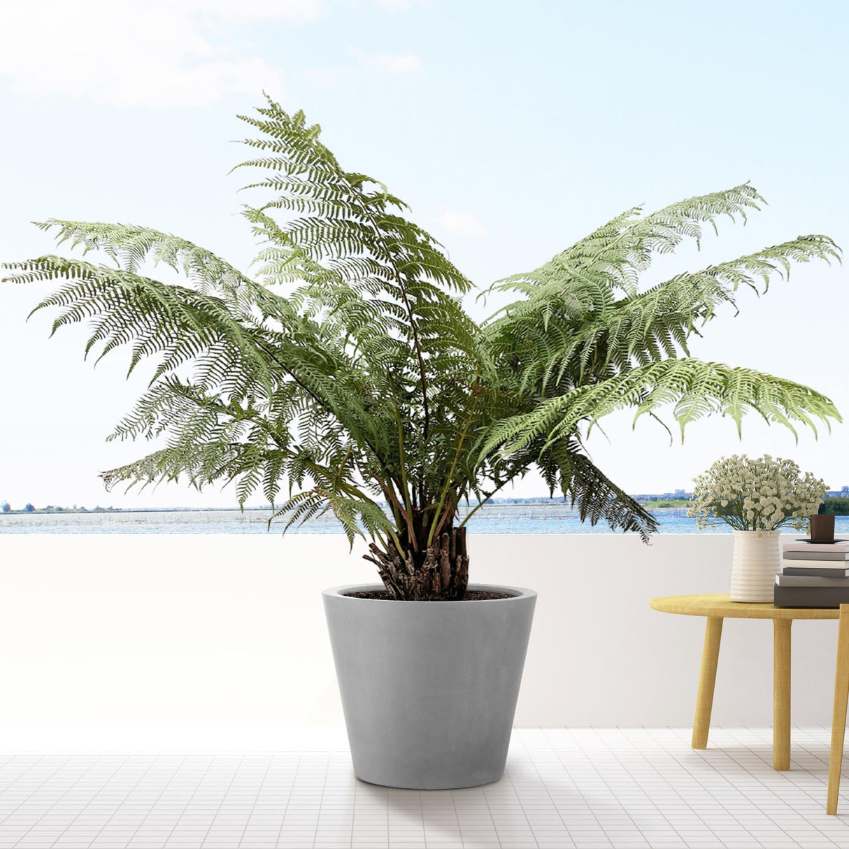 Livraison plante Dicksonia Antarctica - Fougère arborescente