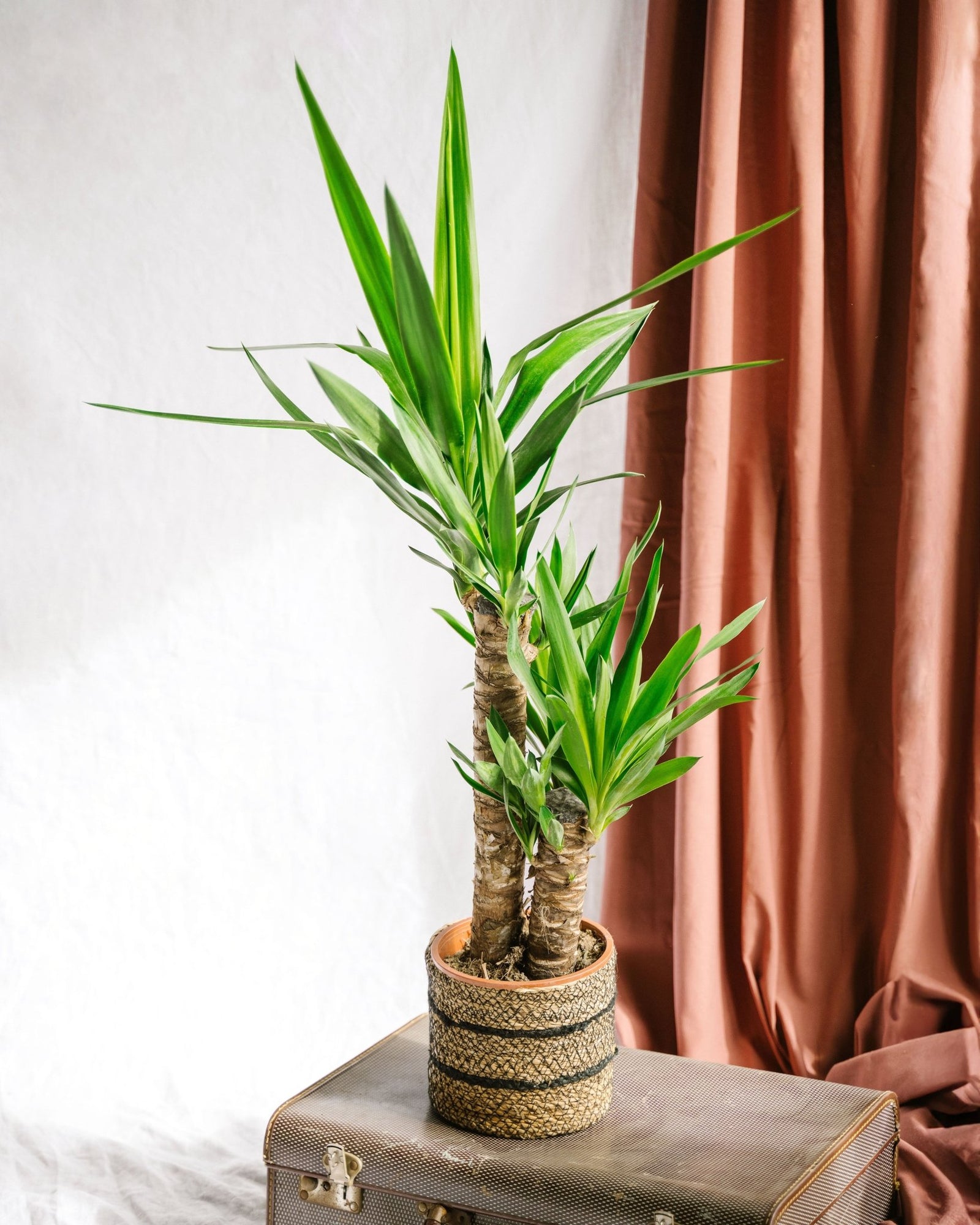 5 Bonnes Raisons d'Adopter un Yucca et Découverte de Ses Variétés - La Green Touch