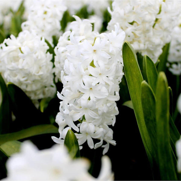 Quelles plantes fleuries choisir pour un printemps coloré sans entretien ?