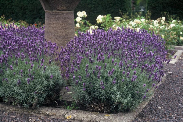 Plantes couvre-sols : l'alternative écologique et facile au gazon ?