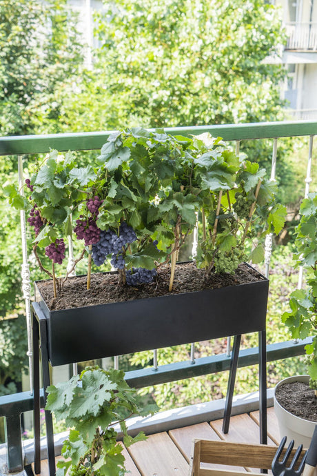 Aménager un potager de balcon : le guide pour récolter ses propres aromates - La Green Touch