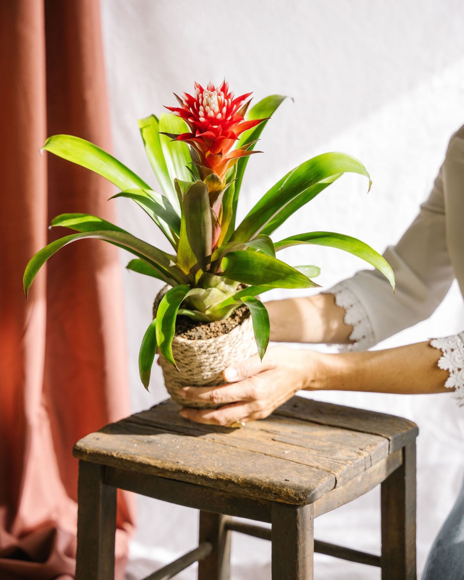 Comment faire refleurir un Bromelia ? - La Green Touch