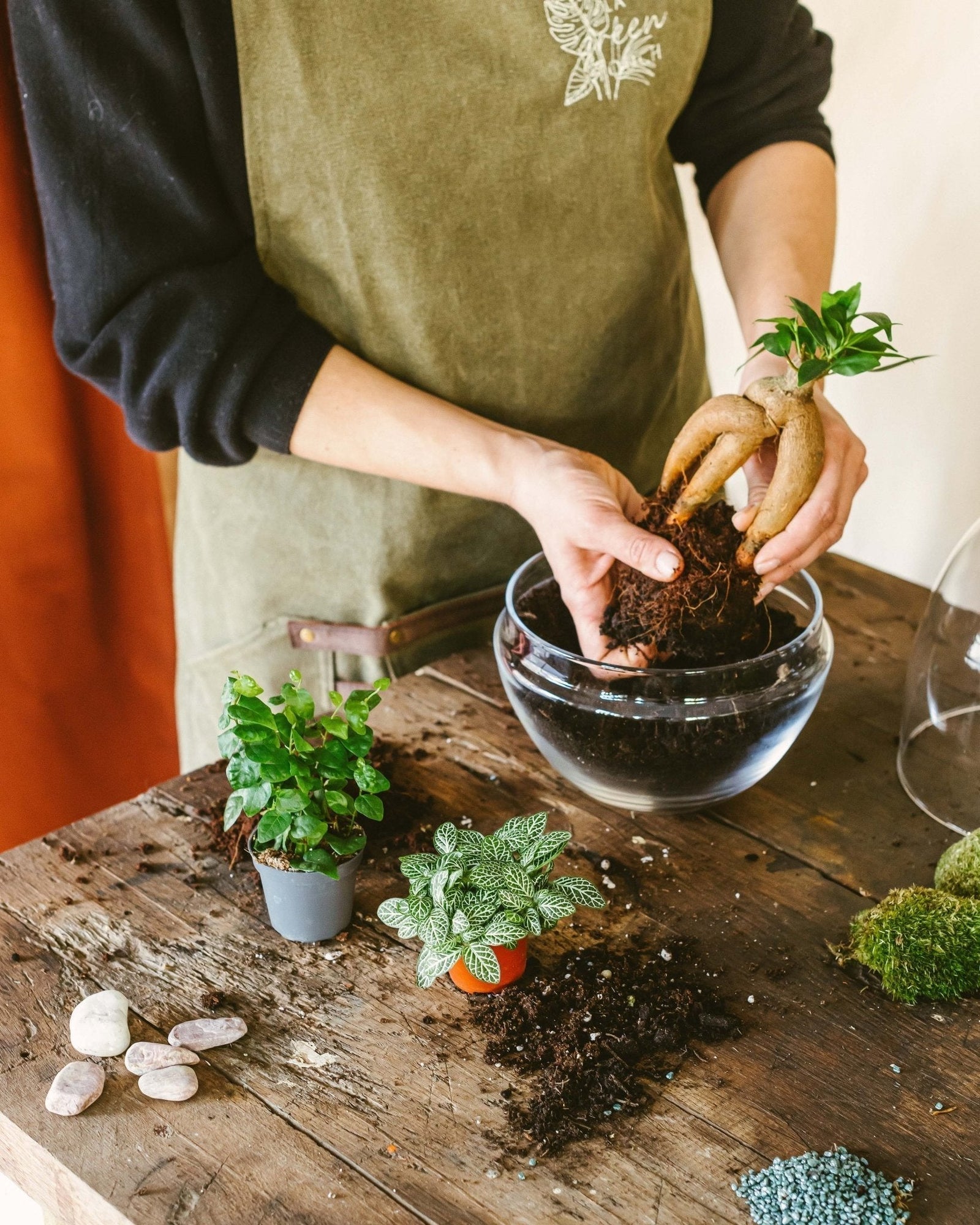 Composer un terrarium : Mise à jour - La Green Touch