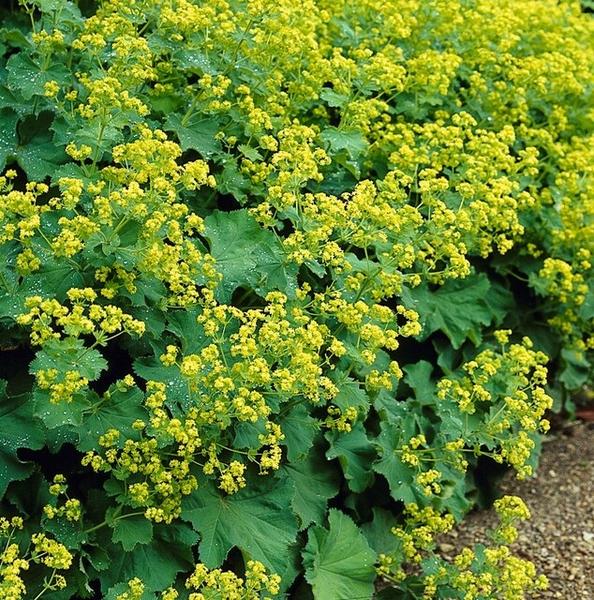 Entretien - Alchémille Commune (Alchemilla mollis) : Guide pratique - La Green Touch