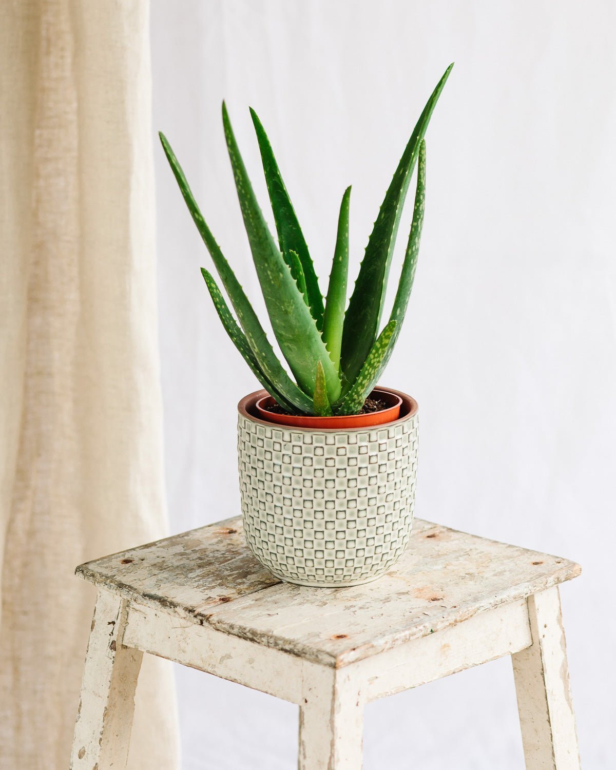 Entretien Aloe Vera - La Green Touch