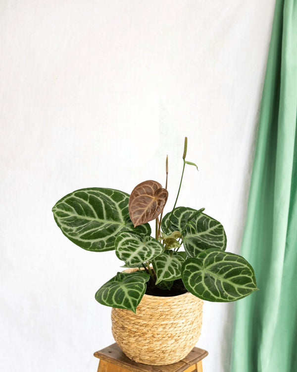 Entretien - Anthurium Crystallium Hybride Compact: Guide pratique - La Green Touch
