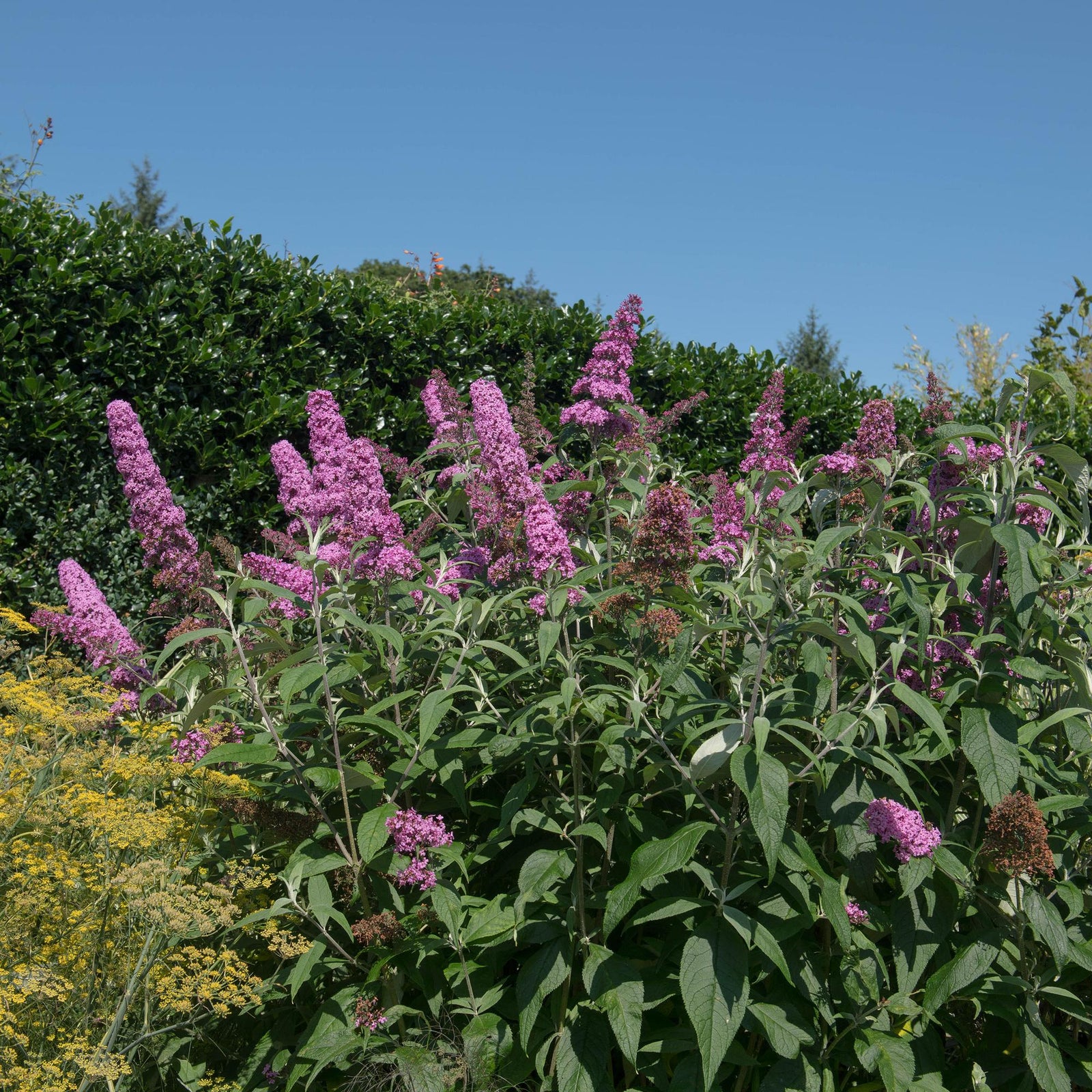 Entretien - Arbre À Papillons (Buddleja davidii) : Guide pratique - La Green Touch