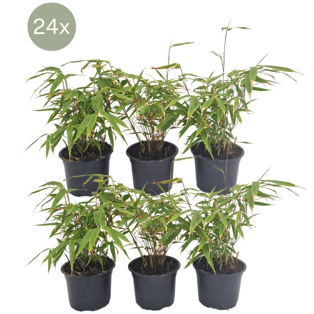Entretien - Bambou (Fargesia rufa) : Guide pratique - La Green Touch