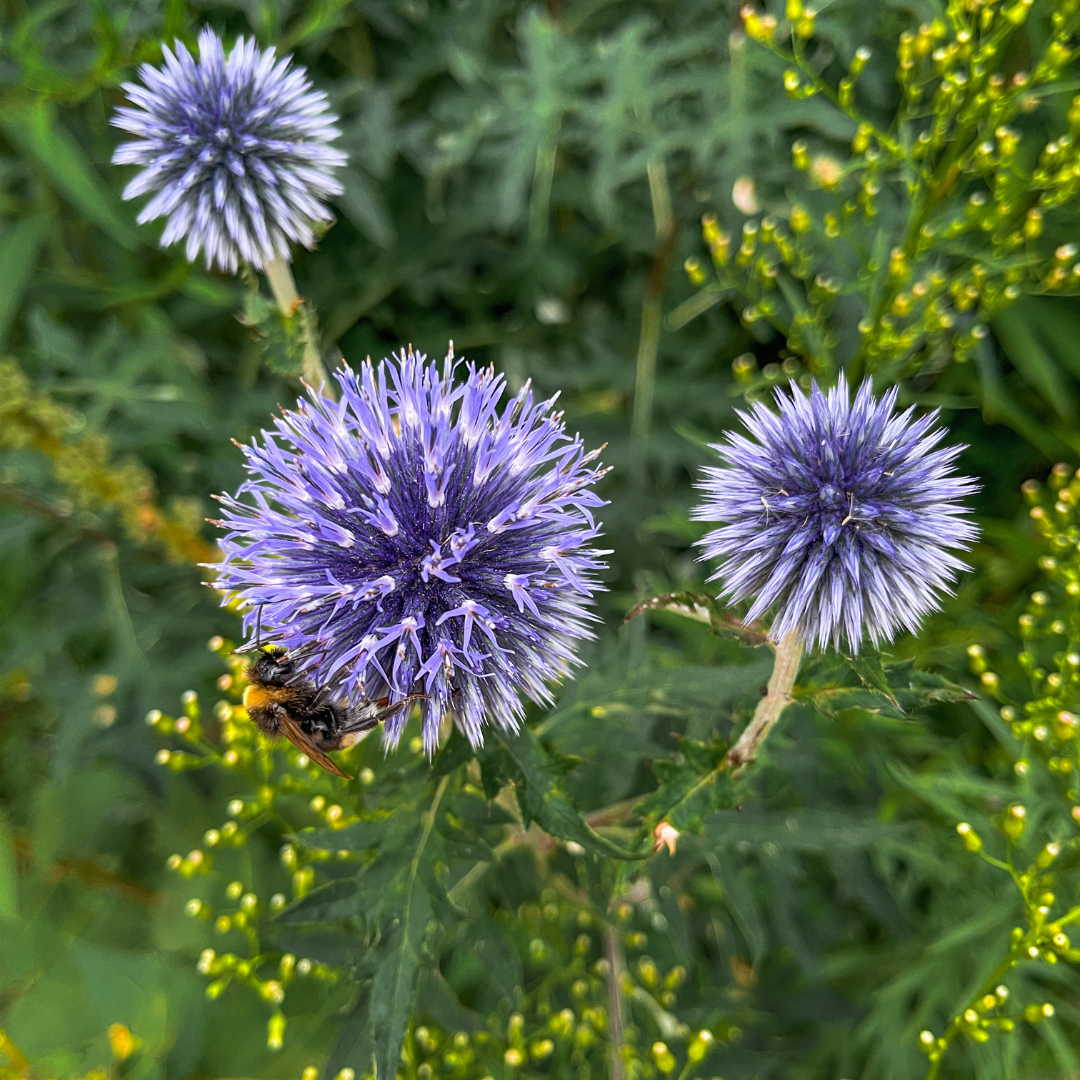 Entretien - Boule Azurée (Echinops ritro) : Guide pratique - La Green Touch