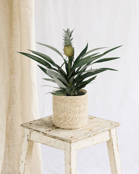 Entretien - Bromelia Ananas: Guide pratique - La Green Touch