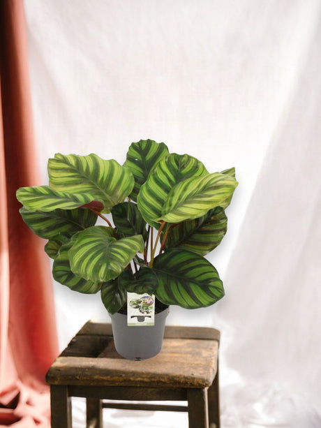 Entretien - Calathea Fasciata: Guide pratique - La Green Touch