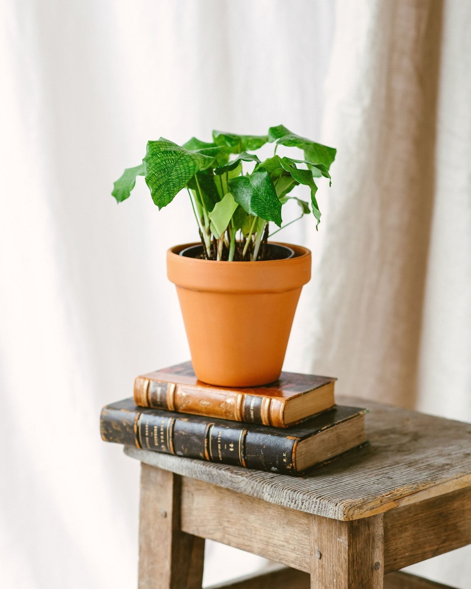 Entretien - Calathea Musaica: Guide pratique - La Green Touch