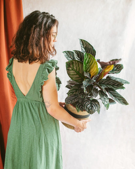 Entretien Calathea Ornata : Guide pratique - La Green Touch