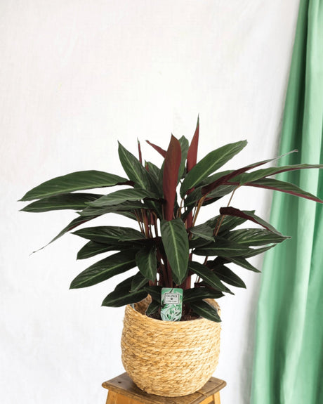 Entretien Calathea Stripestar - La Green Touch