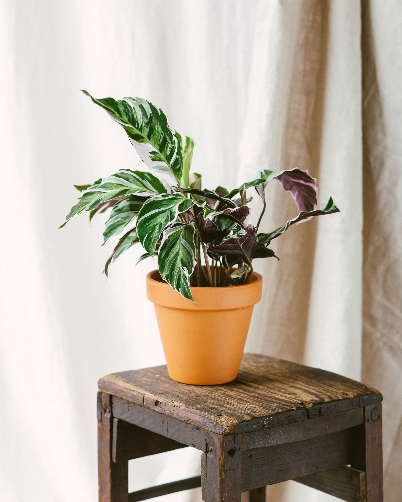 Entretien Calathea White Fusion - La Green Touch