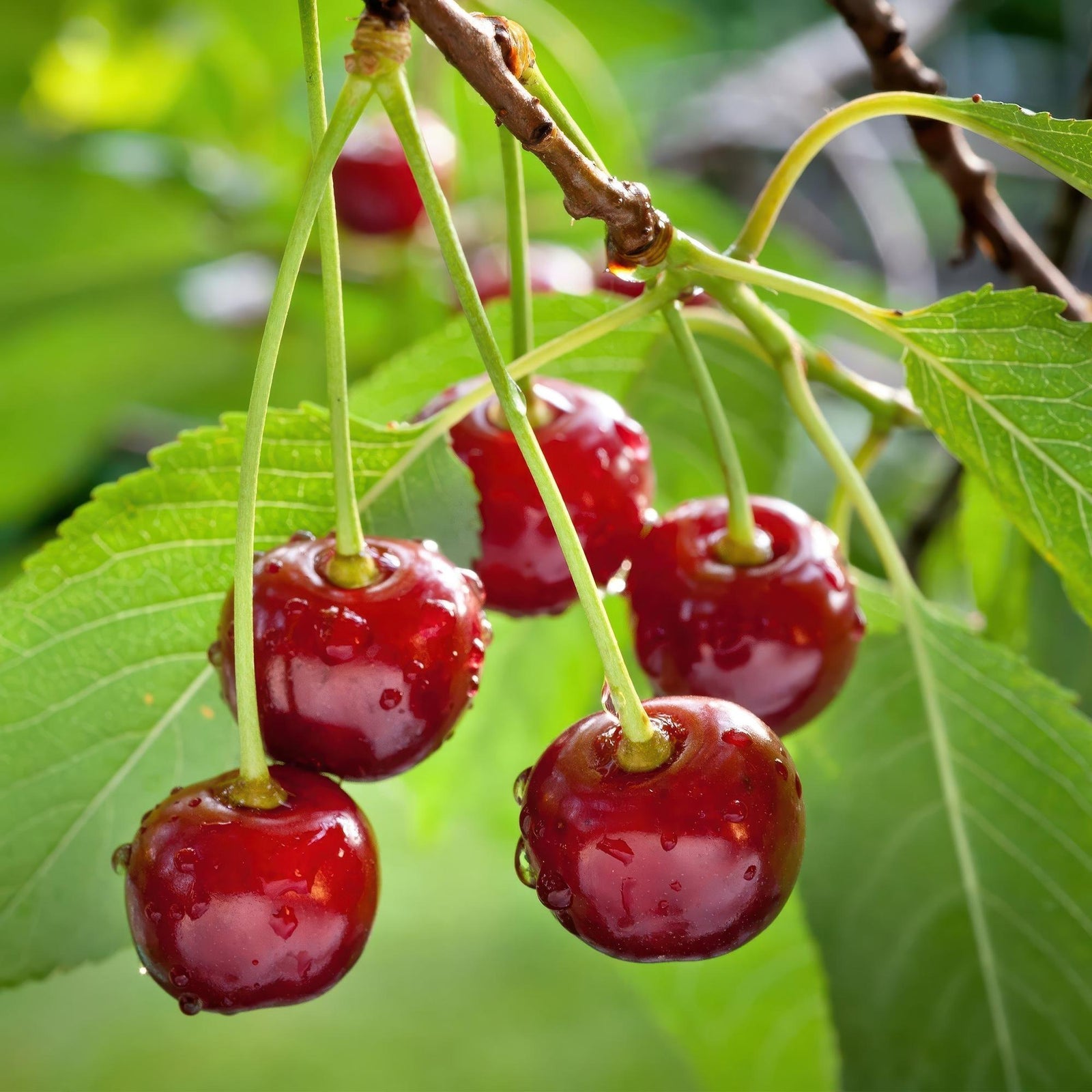 Entretien - Cerisier (Prunus avium) : Guide pratique - La Green Touch