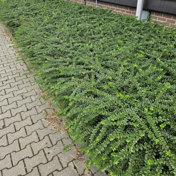 Entretien - Chèvrefeuille Arbustif (Lonicera nitida) : Guide pratique - La Green Touch