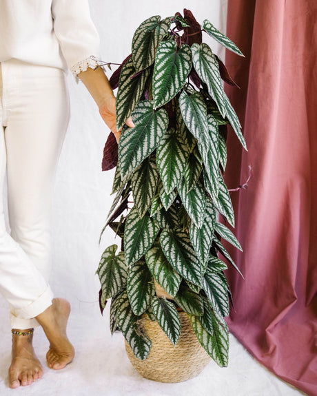 Entretien - cissus Discolor: Guide pratique - La Green Touch