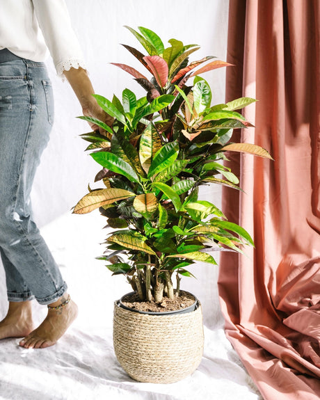 Entretien - Codiaeum Croton: Guide pratique - La Green Touch