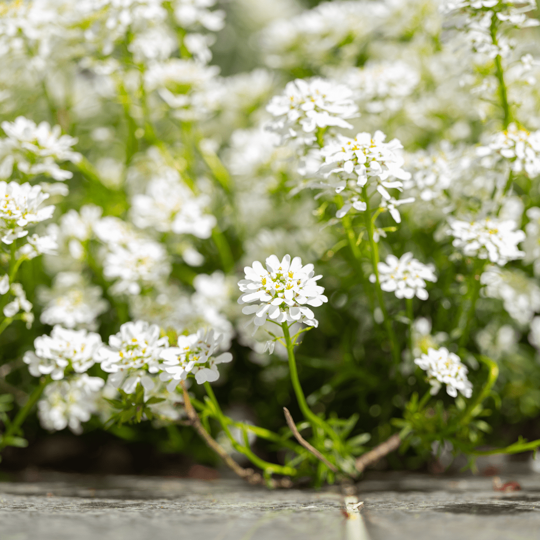 Entretien - Corbeille D'Argent (Iberis sempervirens) : Guide pratique - La Green Touch