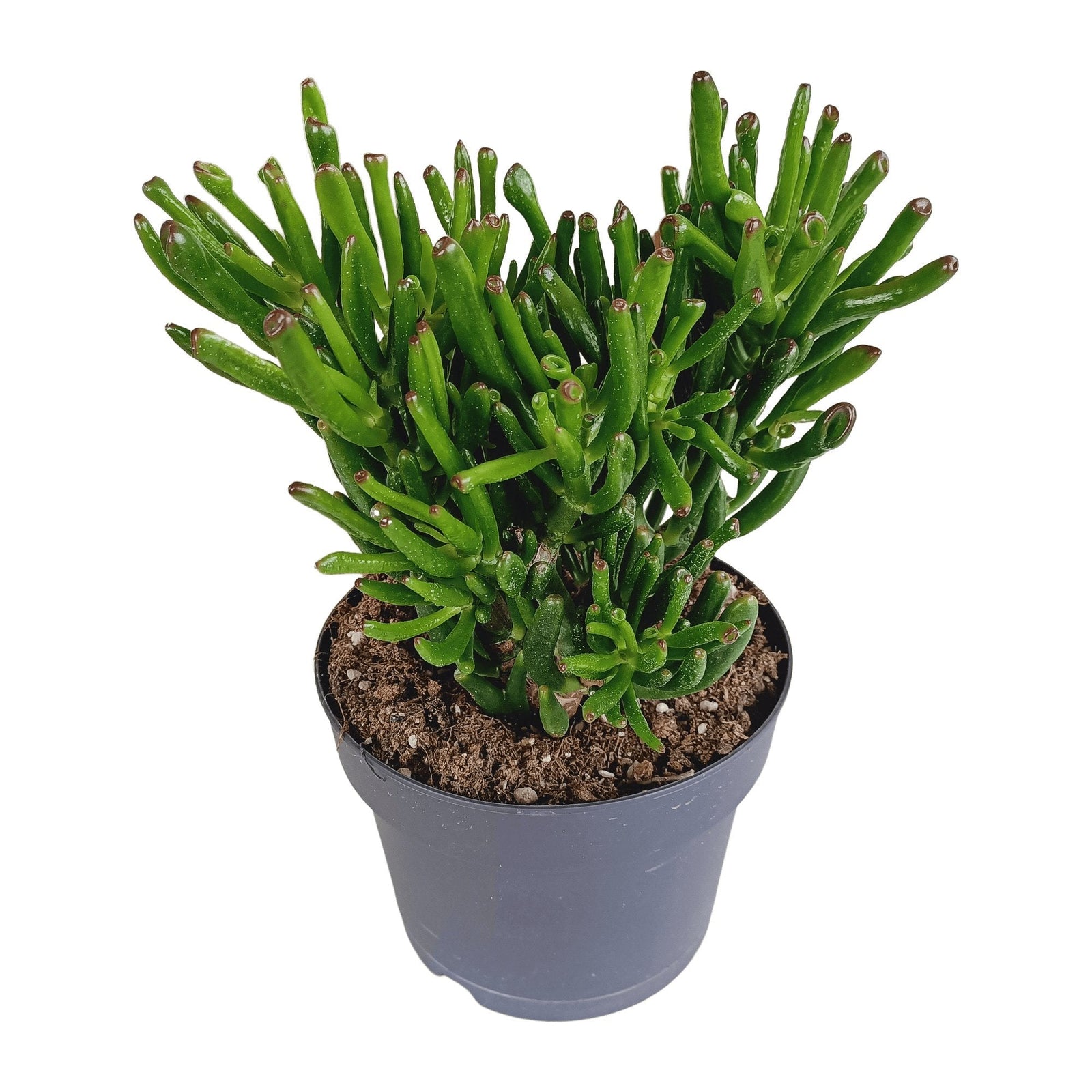 Entretien - Crassula Gollum: Guide pratique - La Green Touch