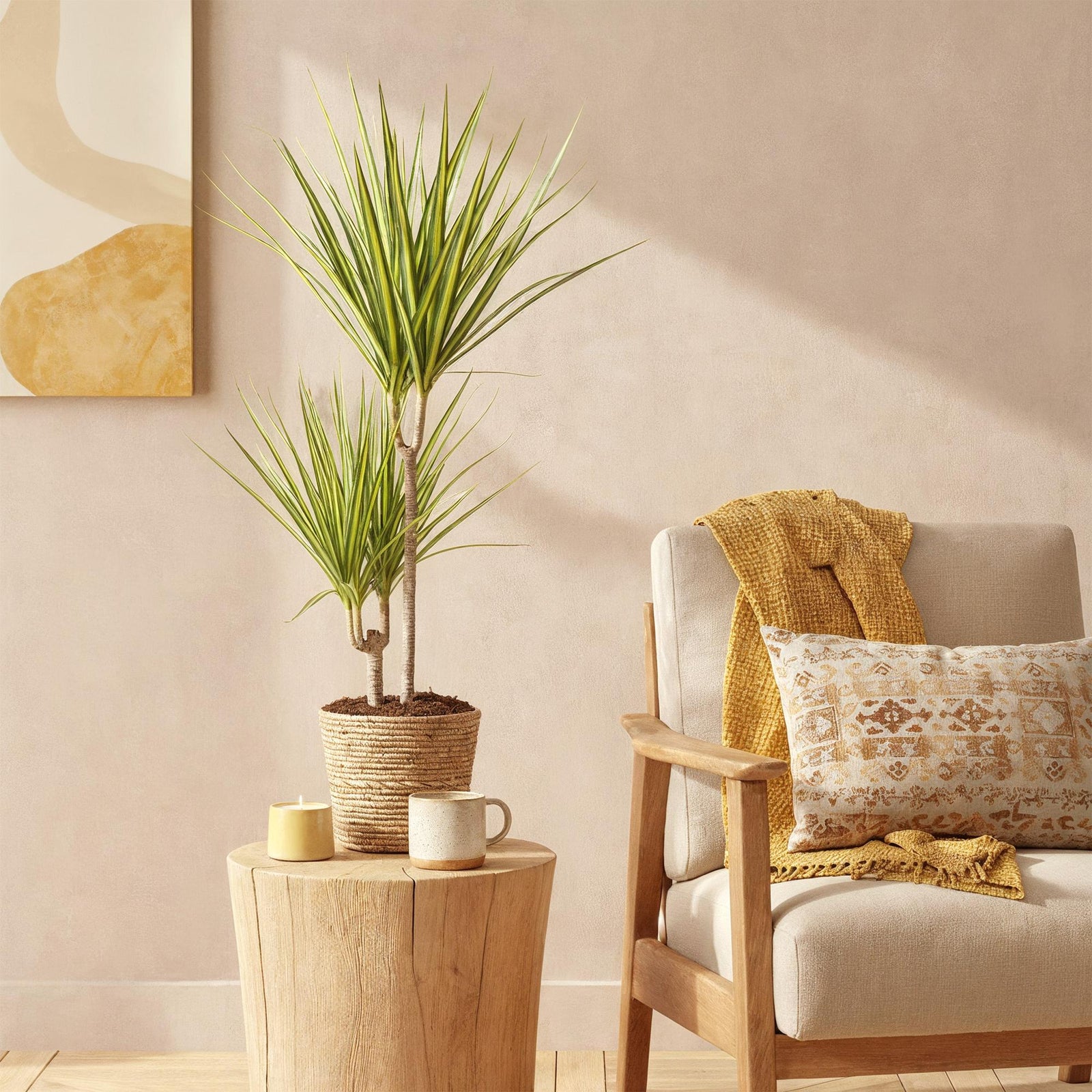 Entretien - Dracaena Sunray: Guide pratique - La Green Touch