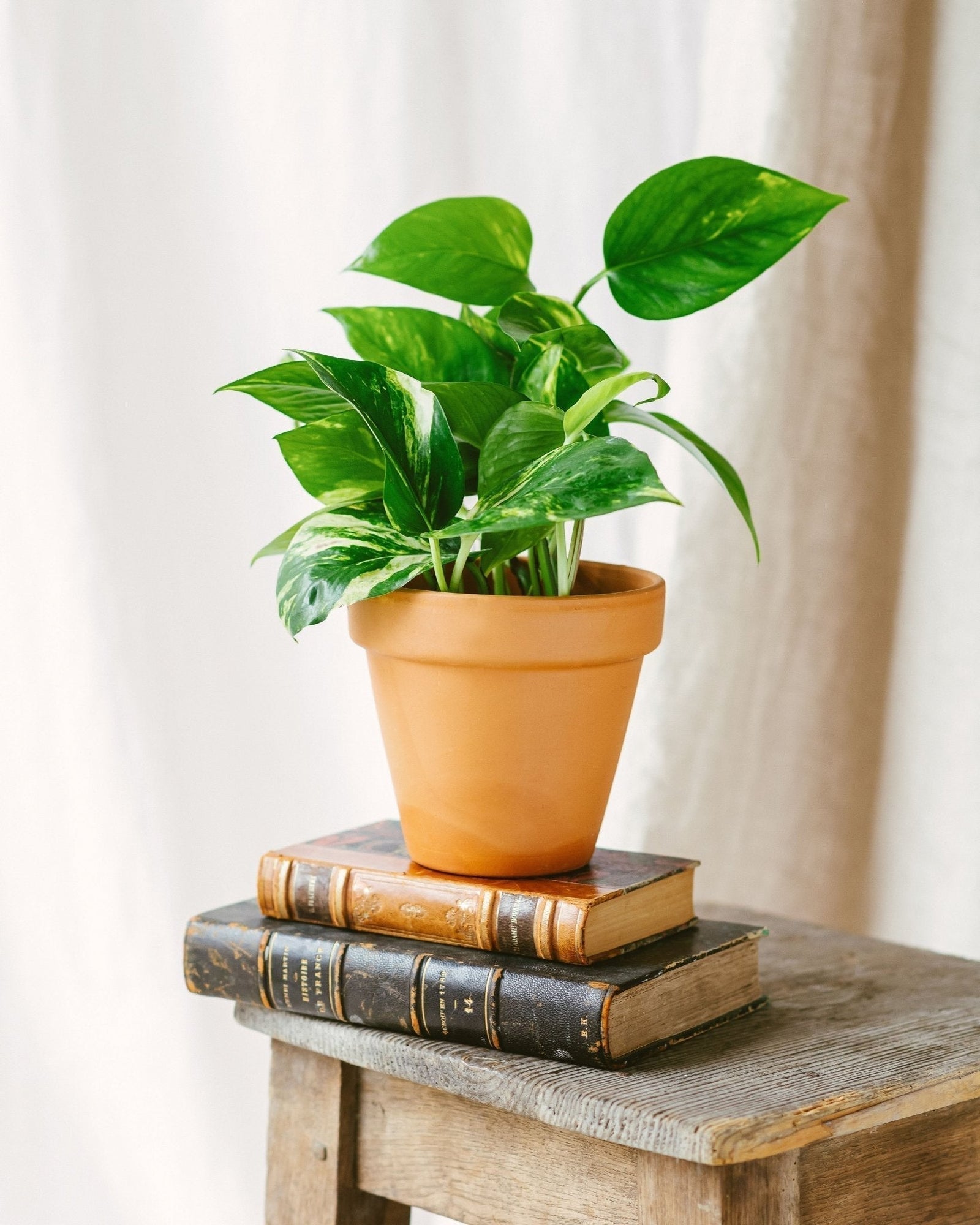 Entretien - Epipremnum Aureum: Guide pratique - La Green Touch