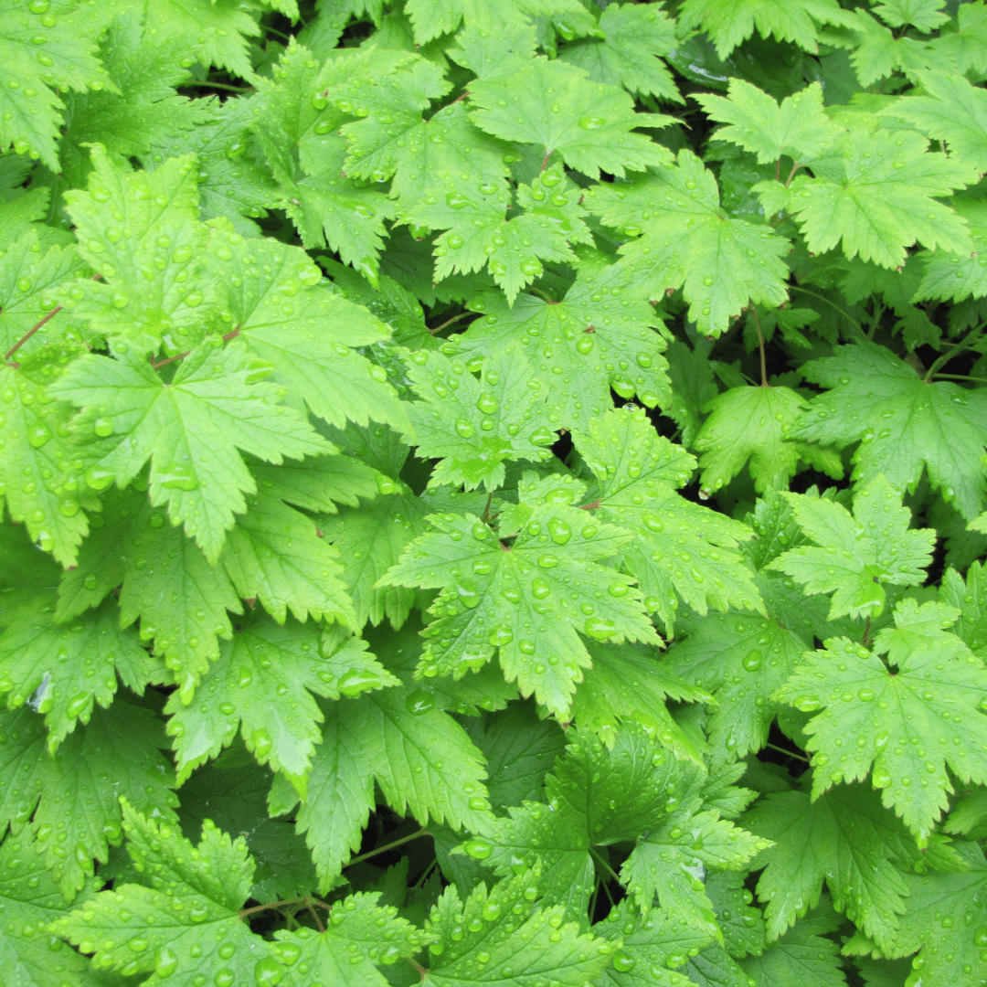 Entretien - Fleur De Mousse (Tiarella cordifolia) : Guide pratique - La Green Touch