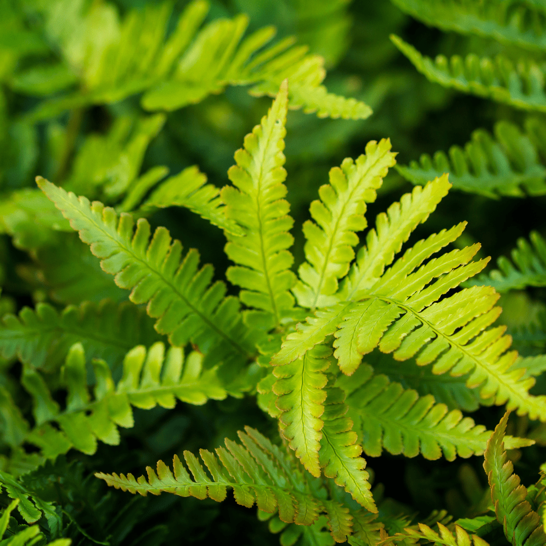 Entretien - Fougère À Peigne (Polystichum setiferum) : Guide pratique - La Green Touch