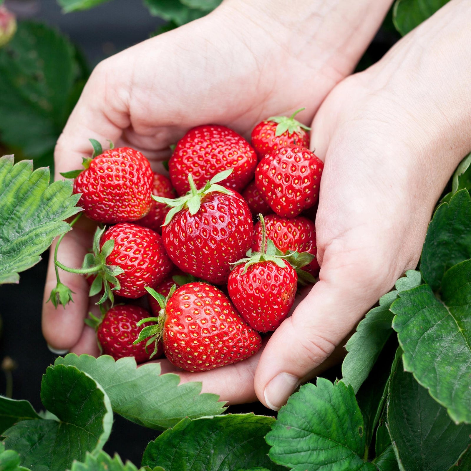 Entretien - Fraisier (Fragaria x ananassa) : Guide pratique - La Green Touch