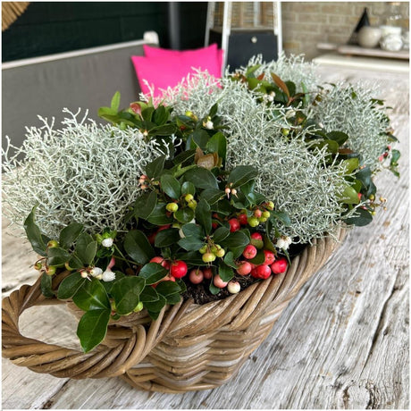 Entretien - Gaulthérie Couchée (Gaultheria procumbens) : Guide pratique - La Green Touch