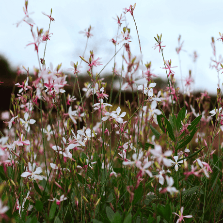 Entretien - Gaura (Gaura lindheimeri) : Guide pratique - La Green Touch