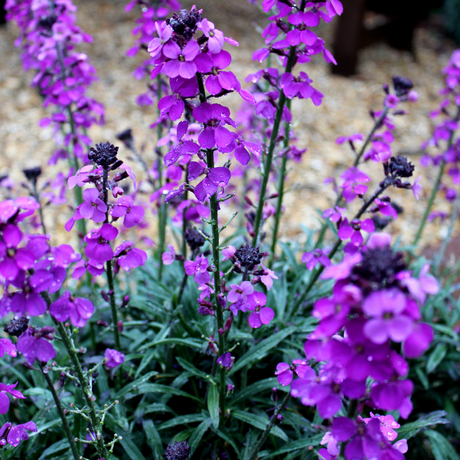 Entretien - Giroflée Mauve (Erysimum) : Guide pratique - La Green Touch