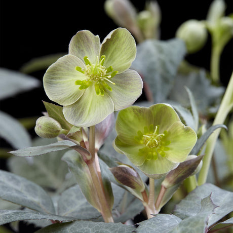 Entretien - Hellébore (Helleborus x sternii) : Guide pratique - La Green Touch