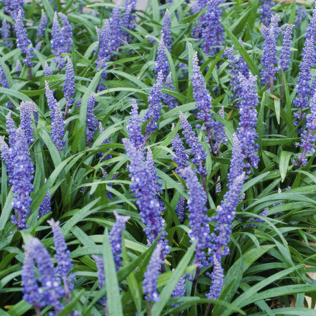 Entretien - Herbe Aux Turquoises (Ophiopogon japonicus) : Guide pratique - La Green Touch
