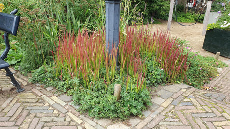 Entretien - Herbe Sanglante Japonaise (Imperata cylindrica) : Guide pratique - La Green Touch