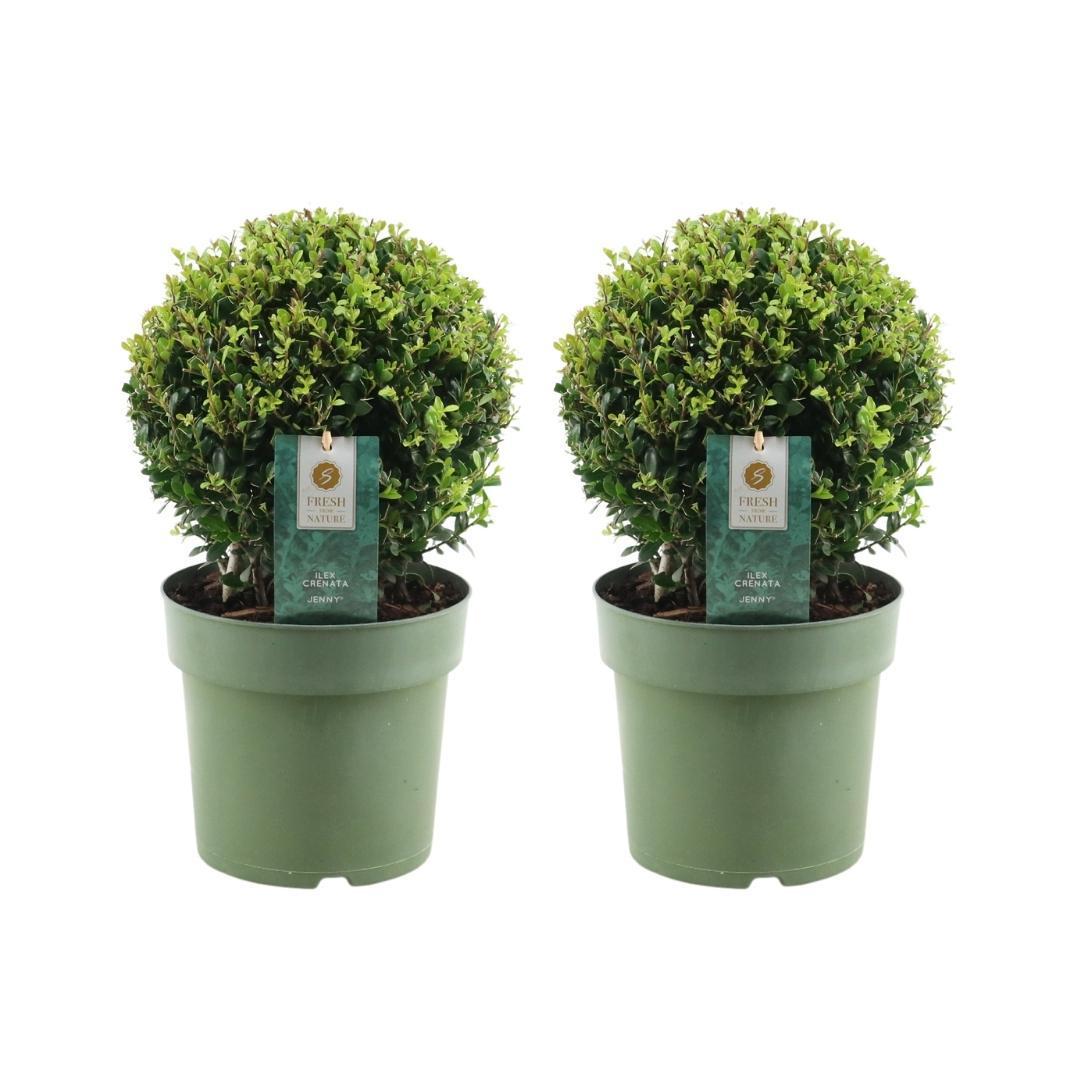 Entretien - Houx Crénelé (Ilex crenata) : Guide pratique - La Green Touch