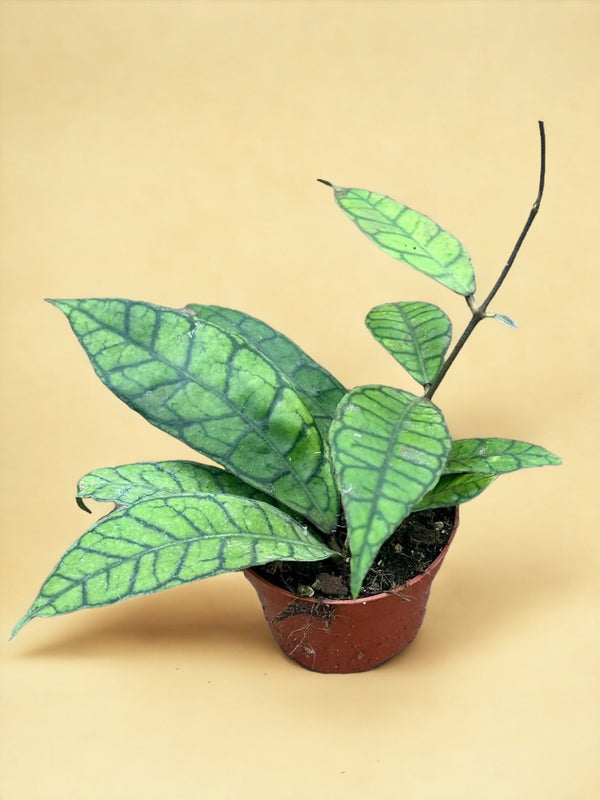 Entretien - Hoya Callistophylla: Guide pratique - La Green Touch