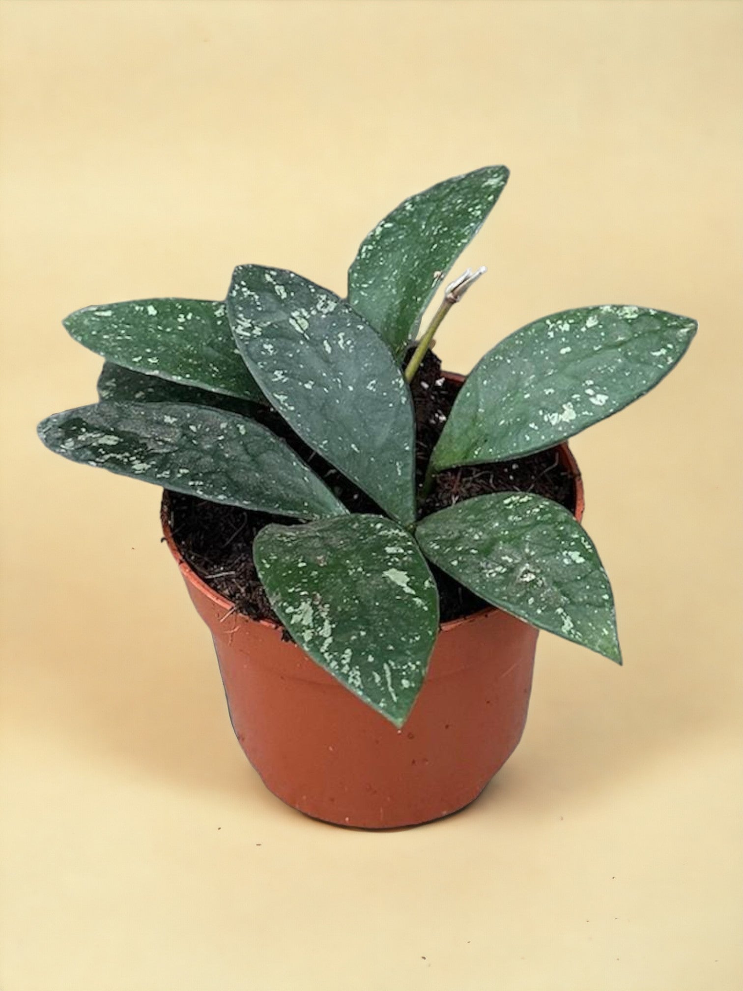 Entretien - Hoya Rundumensis Splash: Guide pratique - La Green Touch