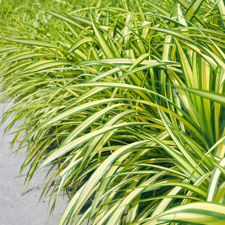 Entretien - Laîche Du Japon (Carex oshimaensis) : Guide pratique - La Green Touch