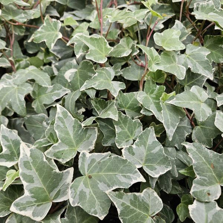 Entretien - Lierre Commun (Hedera helix) : Guide pratique - La Green Touch