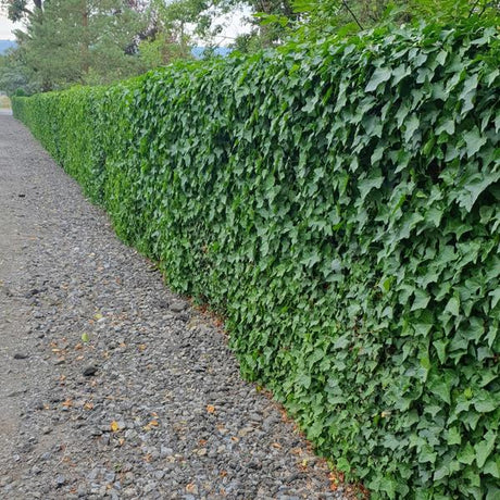 Entretien - Lierre D'Irlande (Hedera hibernica) : Guide pratique - La Green Touch