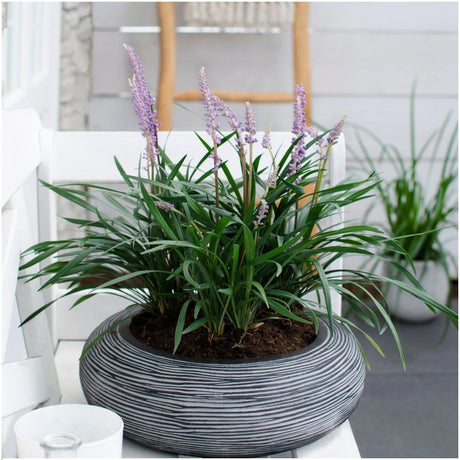 Entretien - Liriope (Liriope muscari) : Guide pratique - La Green Touch